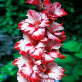 mieczyk-greyhound-mieczyki-cebulki-cebule-rozowo-czerwony-cebule-5-szt