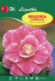 begonia-dwubarwna-camellia-rozowo-biala-1szt-bulwa-klacze-cebule-kwiatowe
