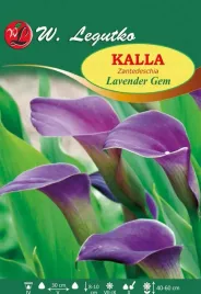 kalla-lavender-gem-lawendowa-fioletowa-bulwa-cebulki-1szt
