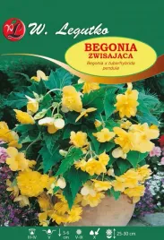 begonia-bulwiasta-zwisajaca-zolta-sadzo-1sz-bulwa-klacze-cebule-kwiatowe
