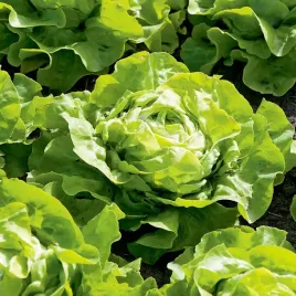 salata-lento-maslowa-caloroczna-05g-vilmorin