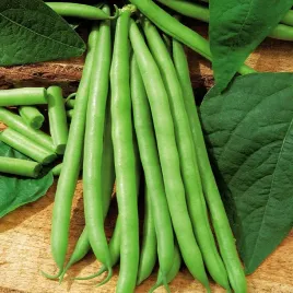 fasola-szparagowa-bona-bezwloknista-nasiona-50g-zielona-karlowa-plenna