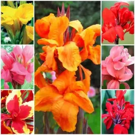 kanna-canna-paciorecznik-mieszanka-mix-5-szt-mix-kolorow-odmian