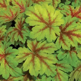 heuchera-zurawka-dale-s-strain-sadzonki-1szt-243