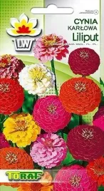 cynia-karlowa-liliput-nasiona-kwiatow-05g