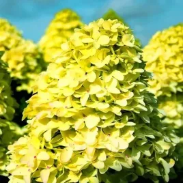 hortensja-bukietowa-candle-zolta-sadzonka-xxl