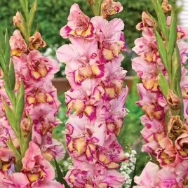 gladiolus-mieczyk-quepo-mieczyki-rozowo-fioletowy-cebulki-bulwy-5-szt