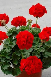 pelargonia-f2-rabatowa-czerwona-10-szt-r-nasiona-pelargoni