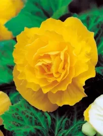 begonia-pelna-podwojna-zolta-sadzonki-1szt-bulwa-klacze-xxl