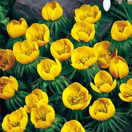 eranthis-cilicica-rannik-cylicyjski-5-szt-cebulki