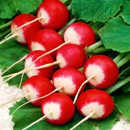 rzodkiewka-cherry-belle-bardzo-smaczna-100g