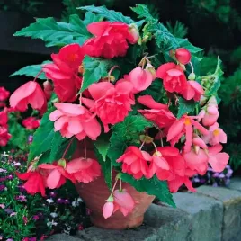 begonia-zwisajaca-pendula-rozowa-bulwa-klacze-cebule-kwiatowe-1-szt