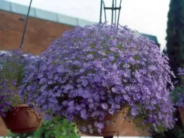 czubatka-ubiorkolistna-obfite-kwitnienie