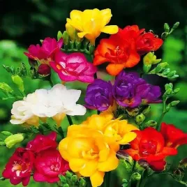 fressia-double-frezja-pelna-mix-10-szt-jakosc