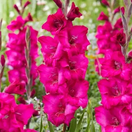 mieczyk-natan-rozowy-mieczyki-cebulki-bulwy-5-szt