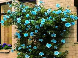 roza-pnaca-pachnaca-niebieska-1szt-sadzonka-mrozoodporna-zdrowa-ladna