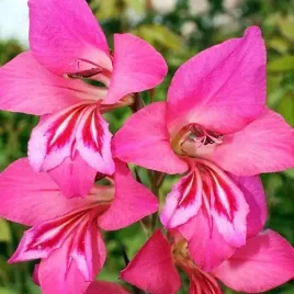 gladiolus-mieczyk-bizantyjski-rozowy-5-szt-cebulka-cebule-kwiatowe
