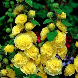 alcea-malwa-zolta-sadzonka-malwy-1szt-xxl-bulwa-klacze