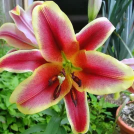 lilia-orientalna-red-dutch-zolto-czerwona-1sz-bulwa-klacze-pachnaca-cebule