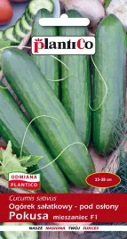 ogorek-salatkowy-pod-oslony-pokusa-nasiona-1g