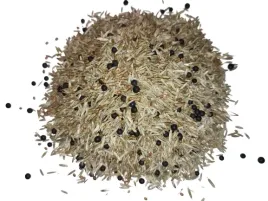 mp-6-poplon-mix-zycica-gorzowska-inkarnatka-wyka-nasiona-500g-szybki-wzrost