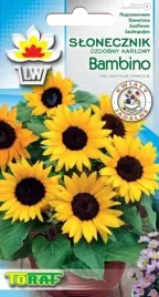 slonecznik-ozdobny-karlowy-bambino-do-doniczek