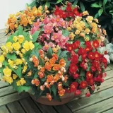 begonia-multiflora-mix-5-szt-gratis