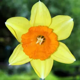 narcyz-wielkoprzykoronkowy-fortissimo-zolto-pomaranczowy-5-szt-cebulki