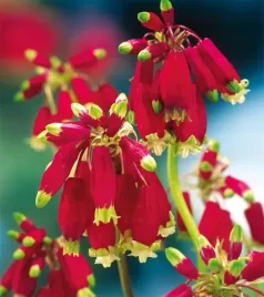 dichelostemma-ida-maia-5-szt-dzwoneczki-cebulki