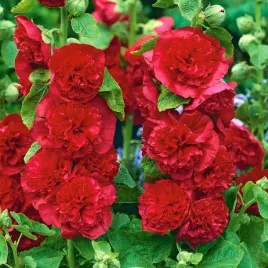 alcea-malwa-czerwona-sadzonka-malwy-1szt-bulwa-klaczr-xl
