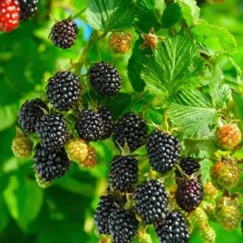 malina-czarna-black-jewel-slodka-mrozoodporna-1l