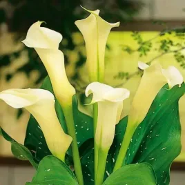 zantedeschia-kalla-calla-albomaculata-bialo-kremowa-bulwa-cebule-1-szt