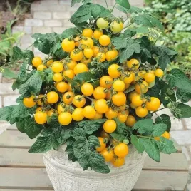 pomidor-aztek-koktajlowy-zolty-do-donnic-i-na-balkon-600-sztuk-z-krzaka