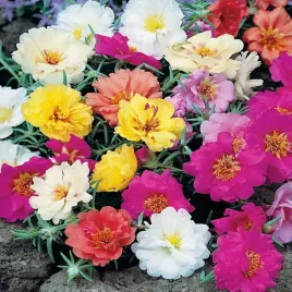 portulaka-wielokwiatpelne-kwiaty-do-skalniakow
