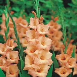 gladiolus-mieczyk-mieczyki-lososiowy-duze-ladne-pachnacy-cebule-5-szt