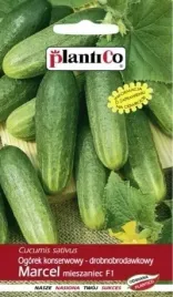 ogorek-marcel-f1-konserwowy-mieszaniec-5g-plantico