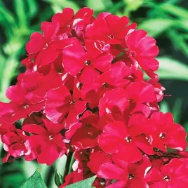 phlox-plomyk-wiechowaty-czerwony-1szt-sadzonki-xxl-bulwa-klacze