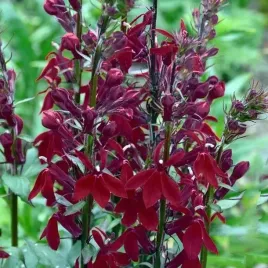 lobelia-cardinalis-crimson-princess-1-szt-984p