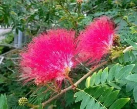 albicja-jedwabista-boubri-pbr-swiecace-drzewko-xl