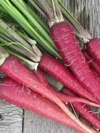 marchew-pastewna-05kg-krystyna-czerwona-500g