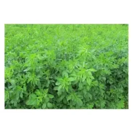 lucerna-siewna-na-laki-pastwiska-kwalifikat-1kg