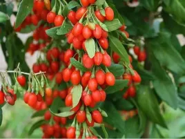 jagoda-goji-odmiana-new-big-sadzonka-p9