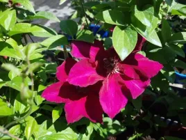 clematis-powojnik-perida-fioletowy-sadzonka-xxl