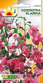 klarkia-dzierotka-piekne-kolory-kwitnie-3-miesiace-nakwiaty-ciete-mix