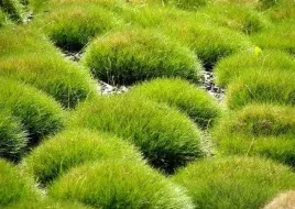 niedzwiedzie-futro-zestaw-sadzonka-xxl