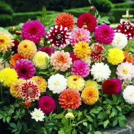 dalia-dekoracyjna-mieszanka-mix-5-szt