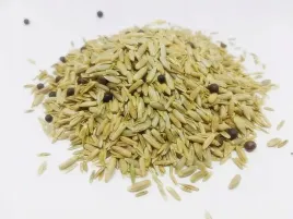 mp-7-poplon-mix-nasiona-zyto-wyka-ozima-zycica-poplon-1kg-szybko-rosnaca