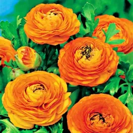 ranunculus-jaskier-pomaranczowy-1-szt-jakosc