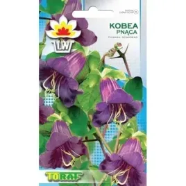 kobea-pnaca-fioletowe-dzwonki-rosnie-do-3-metrow-pncze-nasiona