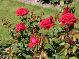 roza-wielkokwiatowa-czerwono-bordowa-pachnaca